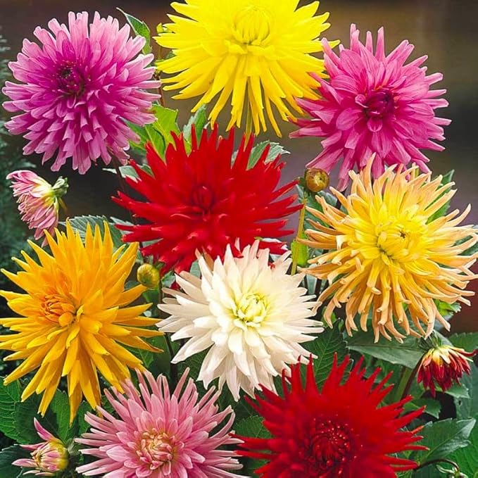 Needle Cactus Dahlia Seed Mix 50 Non-GMO Seeds for Planting
