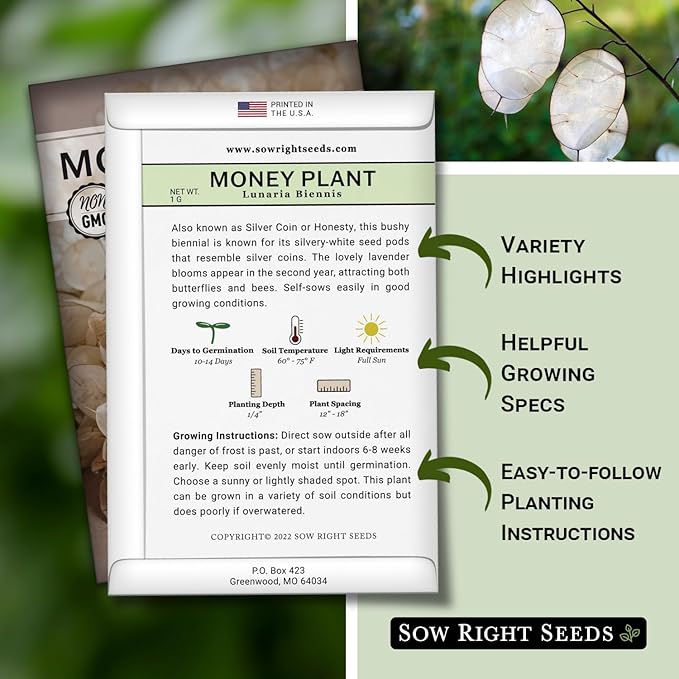 Sow Right Seeds - Money Plant Seeds - Honesty or Silver Coin Plant - Non-GMO Heirloom Seeds - Indoor or Outdoor - Full Instructions for Planting and Growing a Flower Garden - Great Gardening Gift (1)