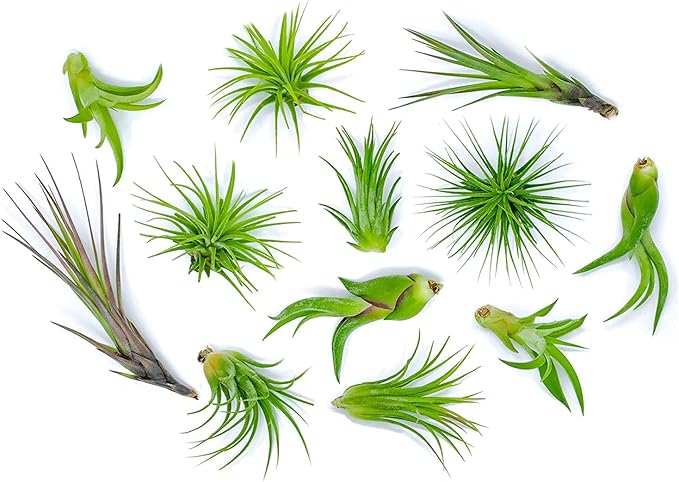 Altman Plants, 12 Air Plant Variety Pack - Small Tillandsia Terrarium Kit - Assorted Species of Live Tillandsia Tropical House Plants for Sale, 2 to 5 Inches Each - Air Plants for Indoor Home Decor