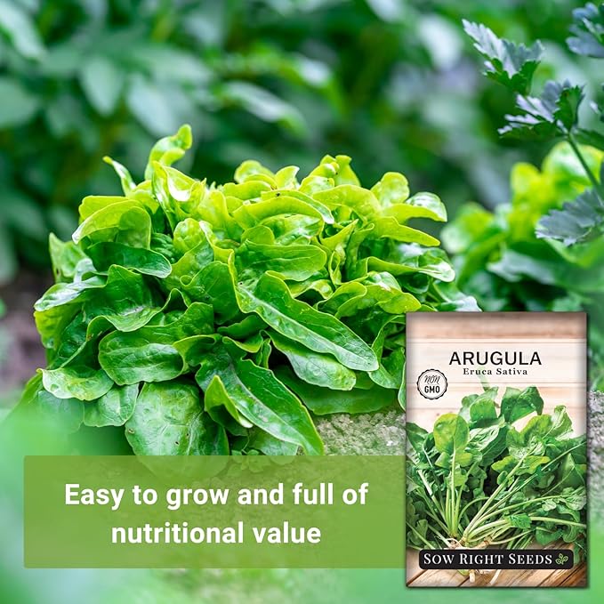 Sow Right Seeds - Arugula Seeds for Planting - Non-GMO Heirloom Seeds with Instructions to Plant a Home Vegetable Garden - Indoors, Hydroponics or Outdoors - Salad Greens - Grow Kitchen Herbs (1)