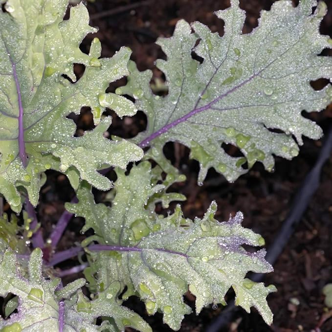 Watex Home Irrigation, Soaker Hose, 50 ft. Weeping hose, water-efficient irrigation, saving water by 60%