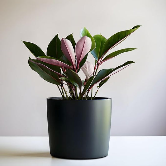 Willowy 9 Inch Black Ceramic Plant Pot - 9 Inch Plant Pot, Pot for Indoor Plants, 9 Inch Planter, Black Ceramic Pot, Tall Plant Pot, Modern Planter, Black Flower Pot, Black Ceramic Planter