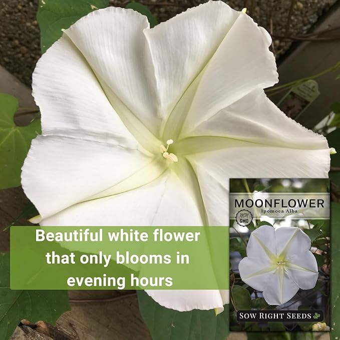 Sow Right Seeds - Moonflower (Ipomoea alba) Flower Seeds for Planting - Beautiful Flowers to Plant in Your Home Garden - Non-GMO Heirloom Seeds - Tall Annual Great for Cut Flowers - Wonderful Gift (2)