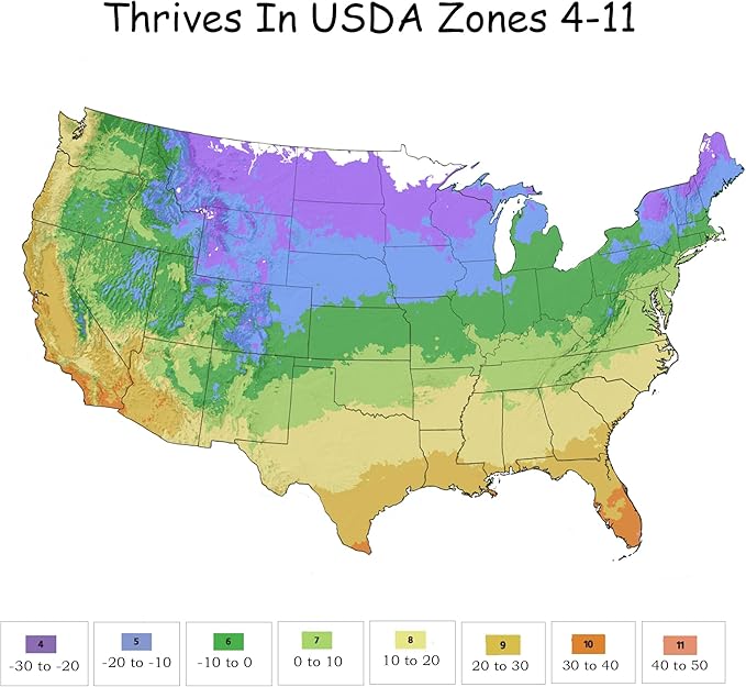 1 Gallon Knock Out Easy Bee-zy Rose Plant with Bright Yellow Flowers