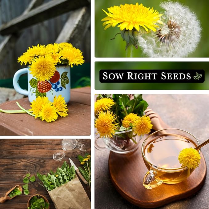Sow Right Seeds - Common Dandelion Seeds for Planting - Non-GMO Heirloom Packet with Instructions to Grow an Outdoor or Indoor Herb Garden - Herbal Teas & Medicinal Uses - Great for Wildlife (4)