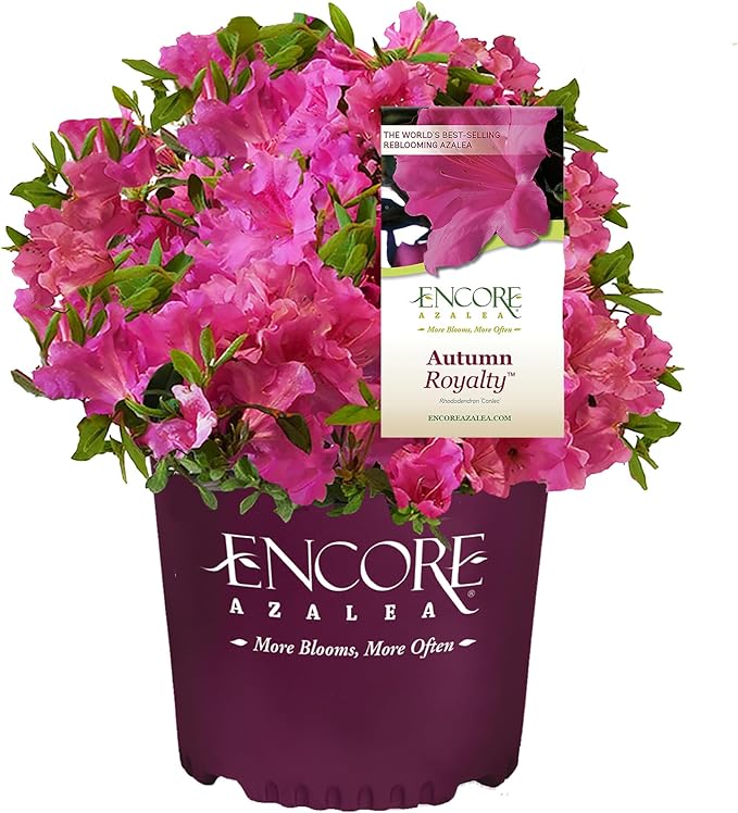 2 Gal. Autumn Royalty Shrub