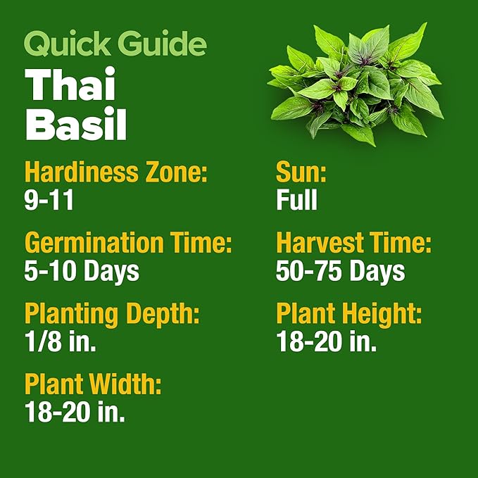 HOME GROWN Thai Basil Seeds Pack - 876 High Germination Non-GMO Heirloom Herb Seeds for Planting, Ideal for Growing Fresh Basil Planting Indoor or Outdoor (Ocimum basilicum VAR. thyrsiflora)