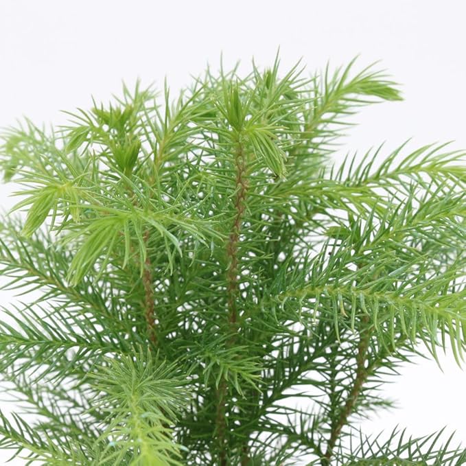 American Plant Exchange Norfolk Island Pine Tree, 4-Inch Pot, Easy Care Indoor & Outdoor Houseplant, Live Holiday Decor