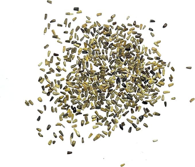 Seed Needs, Chicory Seeds - 500 Heirloom Seeds for Planting Cichorium intybus - Blue Floweres/Wildflowers, Non-GMO & Untreated, Italian Dandelion (2 Packs)