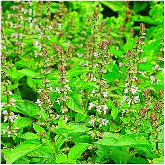 Park Seed Basil Herb Plant Seeds, Easy to Grow, Variety of Colors, Spring Garden, Mrs. Burns' Lemon, Pack of 100