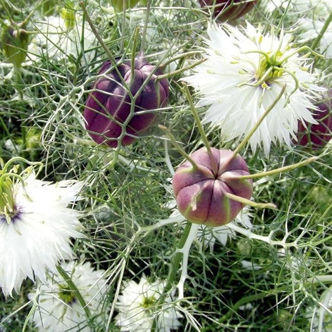 Outsidepride 1000 Seeds Annual Nigella White Love-in-a-Mist Flower Seeds for Planting