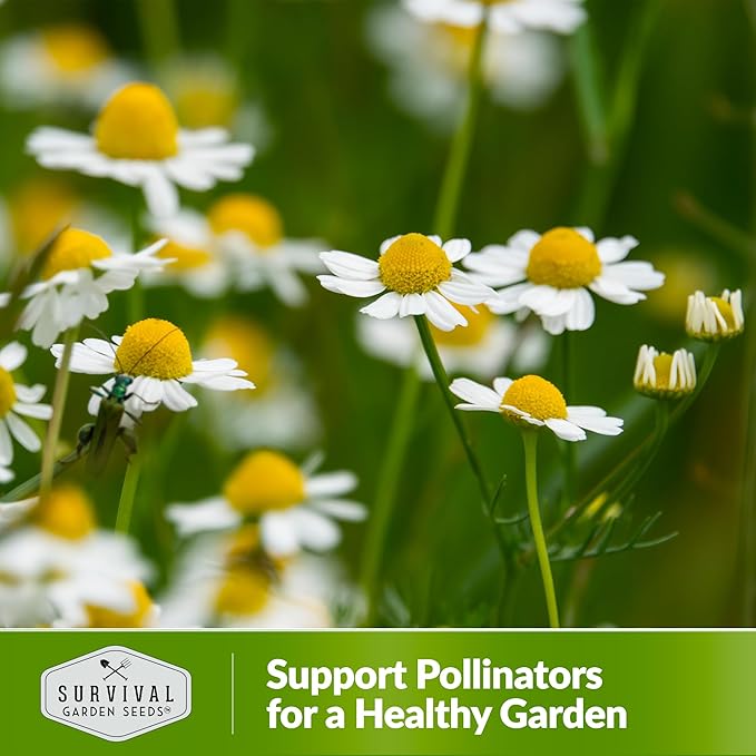 German Chamomile Seeds for Planting - 2 Packets with Instructions to Plant and Grow Matricaria chamomilla in Your Home Herb Garden - Non-GMO Heirloom Variety - Survival Garden Seeds