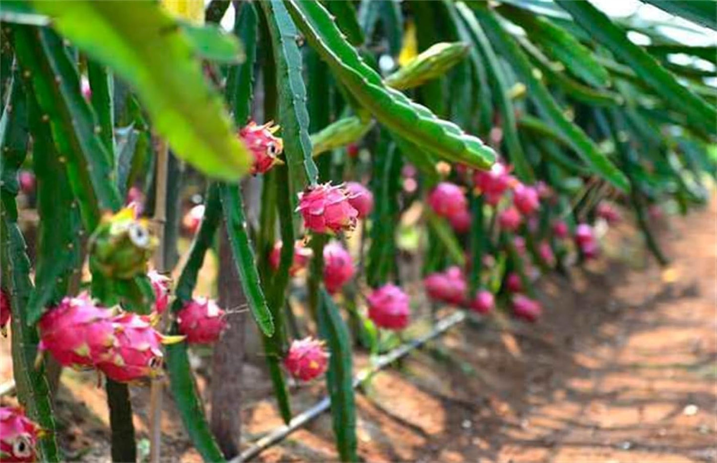 Garden Plant Seeds Fruit Tree Seeds Pitaya Seeds 100+ Pcs Dragon Fruit Red Meat Megalanthus Pitaya Pitahaya Hyloce Fruit Seeds