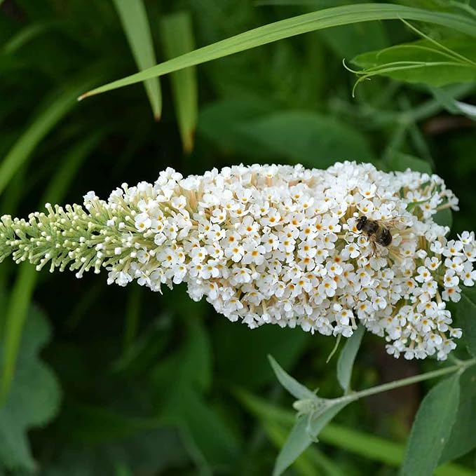 White Butterfly Bush Seeds Buddleia Davidii Perennial Deciduous Shrub Attracts Butterflies Low Maintenance Fast Growing Patio Bed Outdoor 50Pcs Flower Seeds by YEGAOL Garden