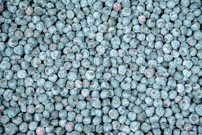 PERFECT PLANTS Powder Blue Blueberry Live Plant, 1 Gallon, Green