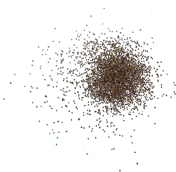 Seed Needs, Pennyroyal Mint Seeds - 1,000 Heirloom Seeds for Planting Mentha pulegium - Medicinal Herb Non-GMO & Untreated for Indoor/Outdoor Gardens (2 Packs)