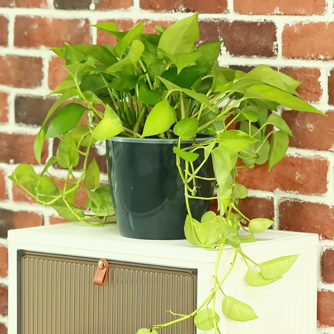 Planterhoma 6.7 Inch Self Watering Pots for Indoor Plants, 6 Packs African Violet Pots with Water Indicator and Black Wick Pots, Self Watering Planters for Devil's Ivy, Indoor Plant Pots, Grey Gold