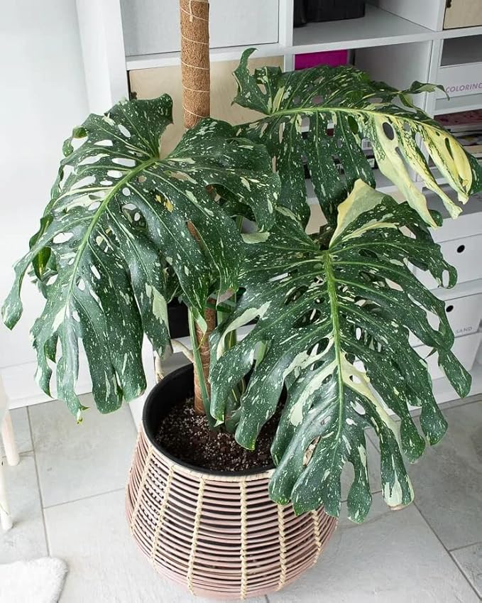 Thai Constellation Monstera Potting Mix - Retains Moisture and Enhances Root Growth - 5 Quart