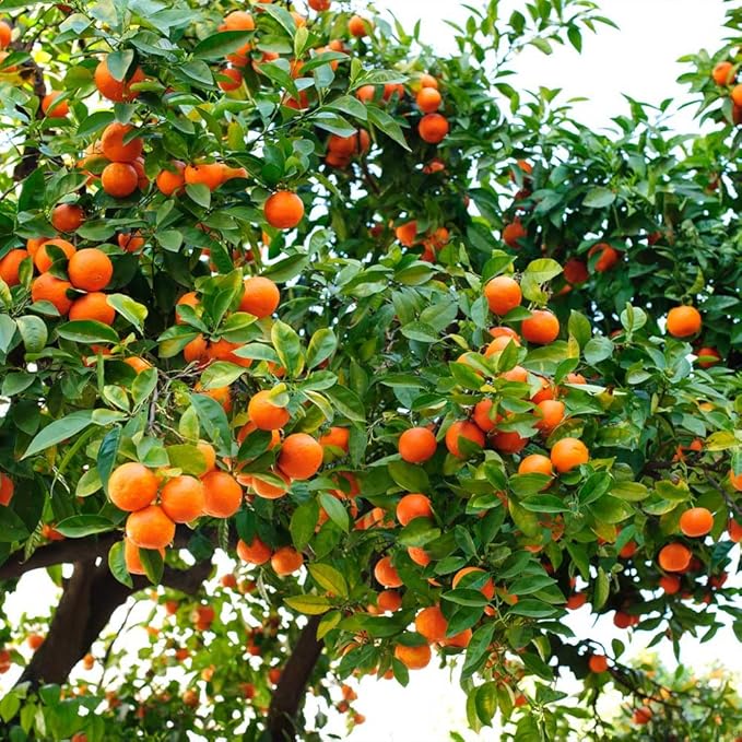 Gardenera's Premium Orange Tree Soil Mix - Quick Drain Potting Soil for Growing and Repotting Citrus Sinensis - 5 Quart
