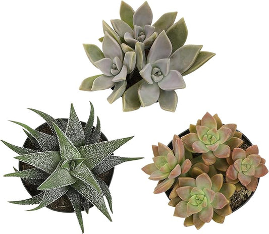 Altman Plants Pet Friendly Plant Pack (3PK) Real Succulents, Pet Safe Plants & Succulent Plants, Live Succulents, Pet Friendly Plants, Live Plants & House Plants in 3.5" Pots with Succulent Soil Mix