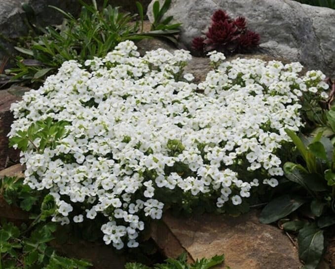 250+ White Rockcress Flower Seeds Ground Cover Garden Non-GMO