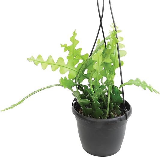 Zigzag Fishbone Cactus Plants Hanging Basket, Epiphyllum Plant, RIC Rac Cactus Plants Live Succulents Plants Live Houseplants, House Plants Indoors Live Indoor House Plants by Plants for Pets