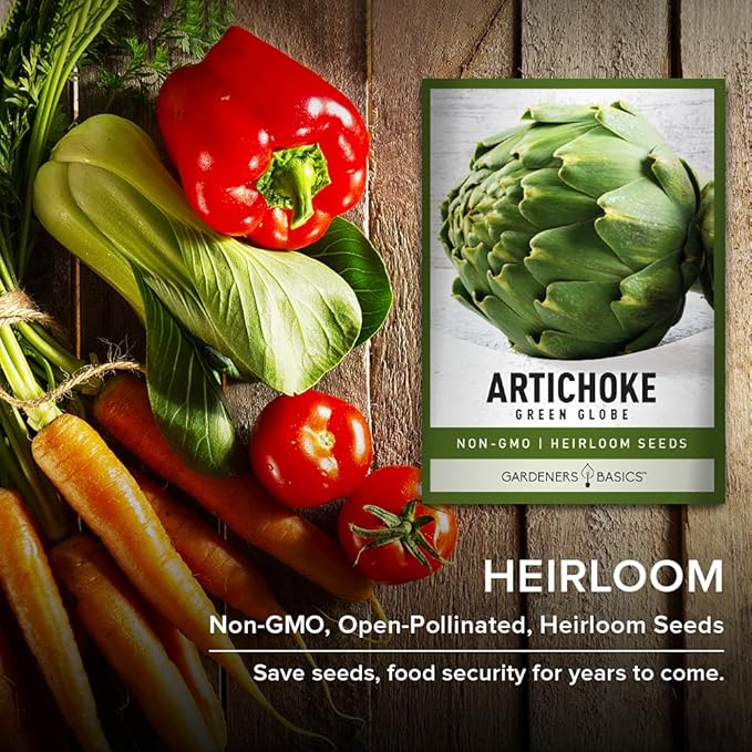 Gardeners Basics, Artichoke Seeds for Planting - Green Globe Non-GMO Perennial Vegetable Variety- 3 Grams Seeds Great for Summer Gardens