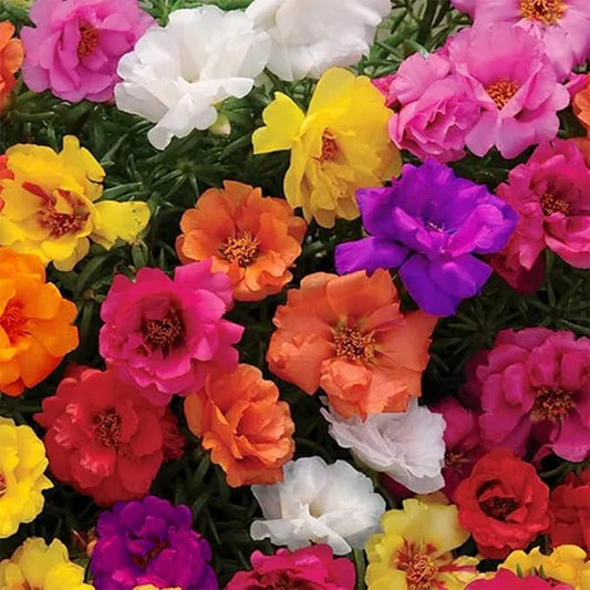 10000 Mixed Moss Rose Seeds - HOA Mười Giờ - AKA. Portulaca Grandiflora Mix, Moss-Rose Purslane, Eleven O'clock, Mexican Rose, Sun Rose, Rock Rose, Heat & Drought Tolerant 2 Grams