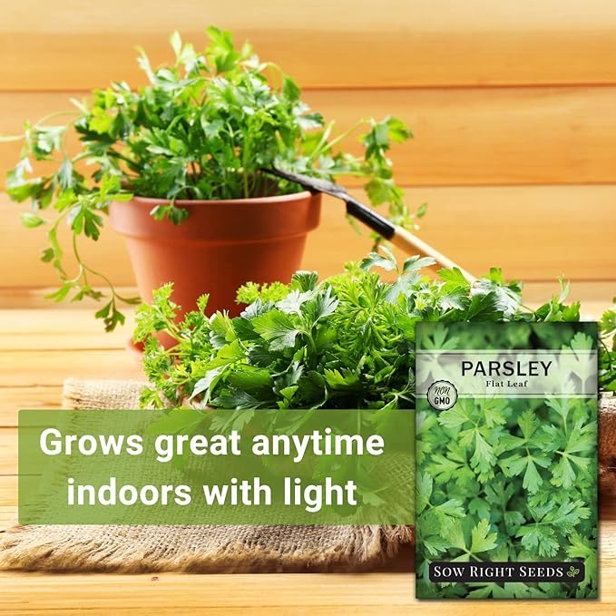 Sow Right Seeds - Flat Leaf Parsley Seed for Planting - Non-GMO Heirloom Packet with Instructions to Plant and Grow a Kitchen Herb Garden - Indoor or Outdoor - Great for Hydroponics Growing (3)