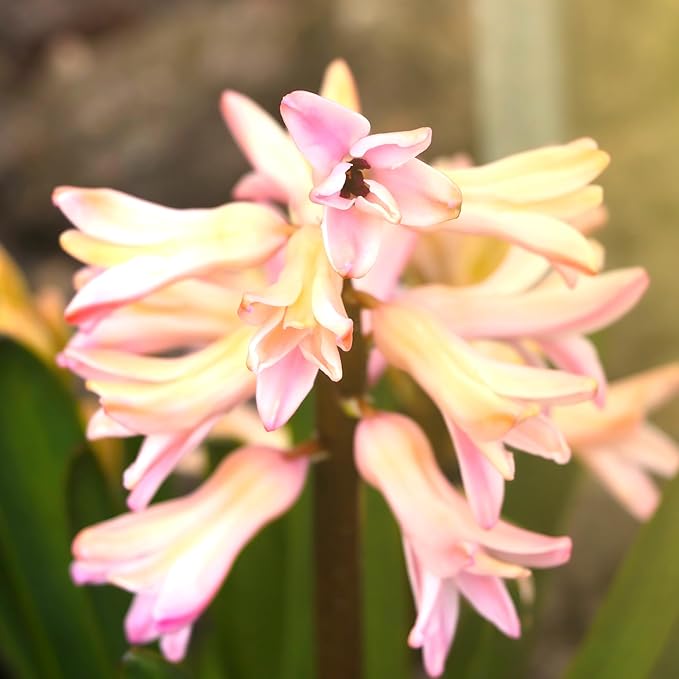 Tuberose Seeds for Planting, Pack of 50 Pink Tuberose Flower Seeds for Planting