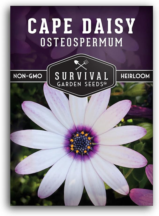 1 Pack Cape Daisy Seed for Planting - Packet with Instructions to Grow Beautiful White & Purple Osteospermum Daisy Plant in Your Home Flower Garden - Non-GMO Heirloom Variety - Survival Garden Seeds