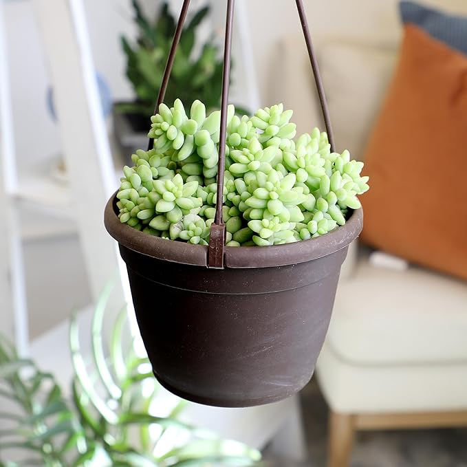 6" Sedum Burrito, Burros Tail Succulent Plants Live Succulent, Sedum Plants Live Succulents Plants Live Houseplants Live Indoor Plants Live Plants Indoor House Plants Indoors Live by Plants for Pets