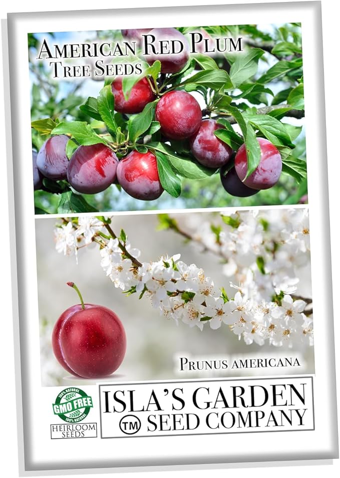 American Red Plum Tree Seeds for Planting, 5 Fruit Seeds Per Packet, (Isla's Garden Seeds), Non GMO & Heirloom Seeds, Botanical Name: Prunus Americana, Great Home Garden Gift