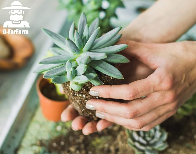 Succulent Soil Potting Mix 2.2 LBS, Optimized PH Fast Draining with Added Nutrients, Perfect for Small Succulent Pots