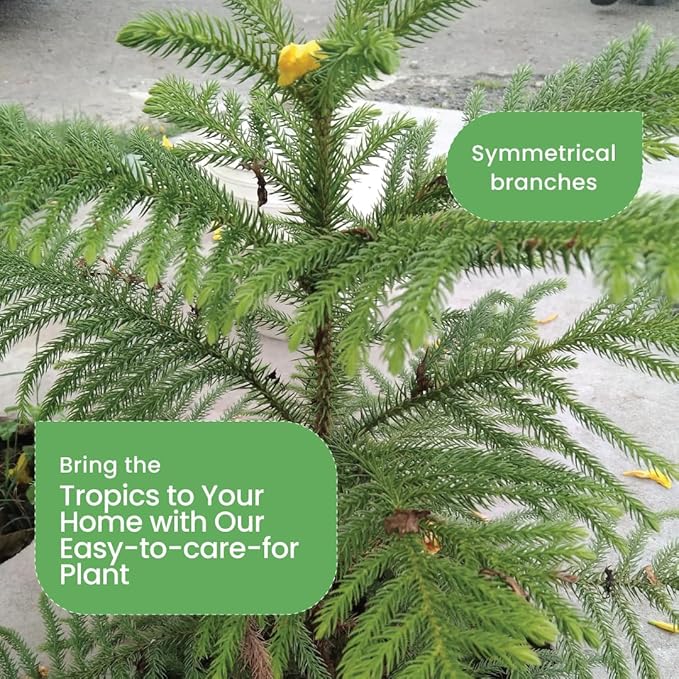 American Plant Exchange Live Norfolk Island Pine Plant, Plant Pot for Home and Garden Decor, 6" Pot