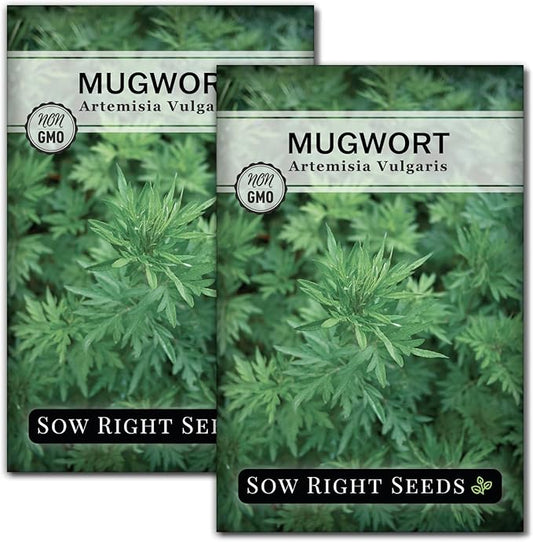 Sow Right Seeds - Mugwort Seeds for Planting - Non-GMO Heirloom Packet with Instructions to Plant an Outdoor or Indoor Herb Garden - Rare Perennial, Wild Wormwood - Medicinal & Culinary Cronewort (2)