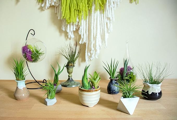 Altman Plants, 12 Air Plant Variety Pack - Small Tillandsia Terrarium Kit - Assorted Species of Live Tillandsia Tropical House Plants for Sale, 2 to 5 Inches Each - Air Plants for Indoor Home Decor