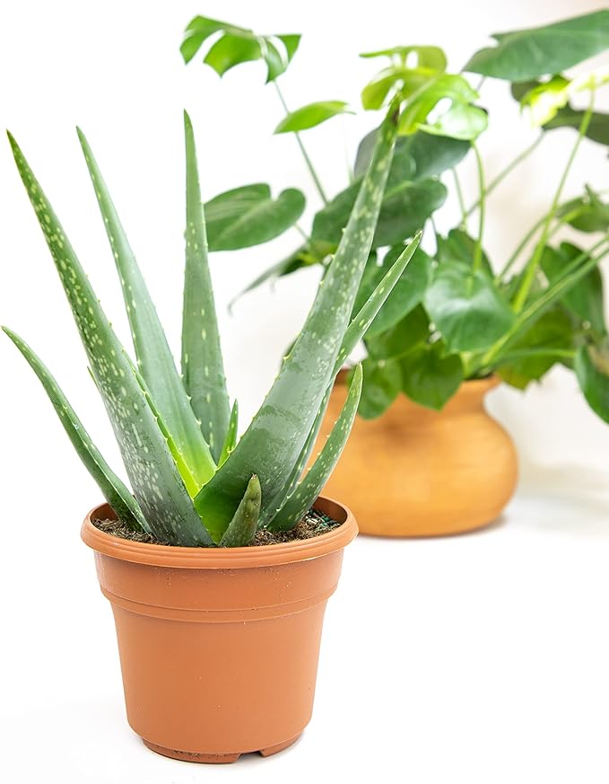 Live Aloe Vera Plant Live Succulents Plants Live Plants (6 in), Aloe Plant Live Succulent Plants Live Aloe Plants Live Houseplants, Aloe Vera Plant Indoor Succulents Indoor Plants by Plants for Pets