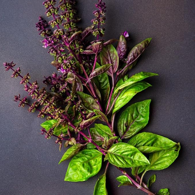 3000 Holy Basil Seeds - Hung Que - AKA. Thai Basil, Asian Basil, Ocimum basilicum | Indoors, Outdoors, and Hydroponics