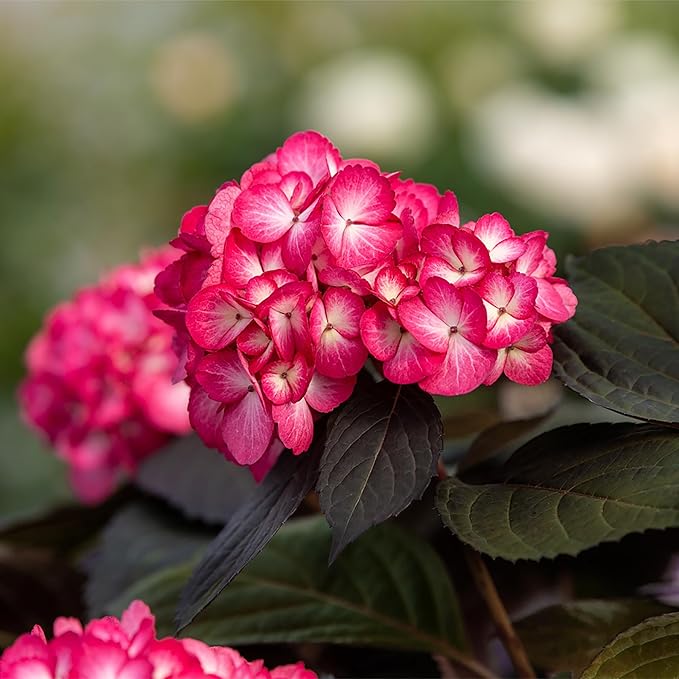 2 Gallon FIRST EDITIONS Eclipse Hydrangea Shrub