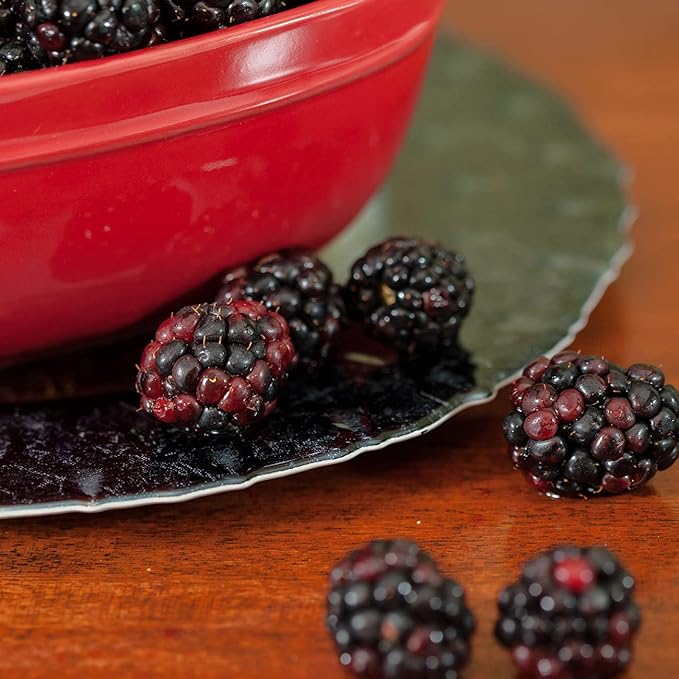 PERFECT PLANTS Ouachita Thornless BlackBerry Bush 1 Gal. Pot Extremely Hardy Large Sweet Berries