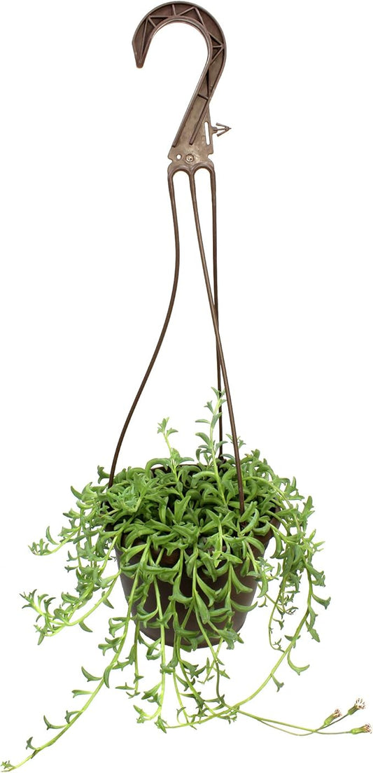 String of Dolphins Plant Live Succulents, Succulents Plants Live in Hanging Planter, Succulents Live Plants Indoor Plants Live Houseplants, Hanging Plants Live Succulent Plants Live by Plants for Pets