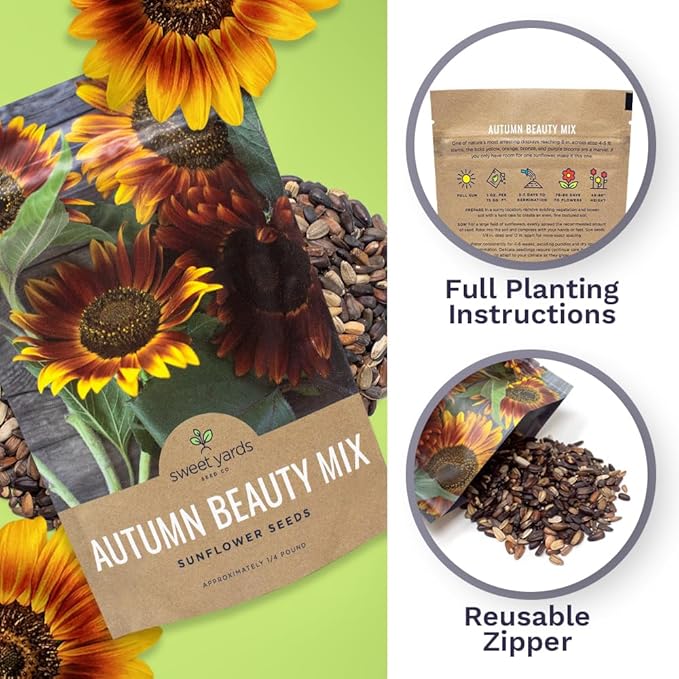 Autumn Beauty Sunflower Seeds – Bulk 1/4 Pound Bag – Over 5,000 Open Pollinated Non-GMO Wildflower Seeds – Helianthus annus – Beautiful Shades of Gold, Bronze, Yellow, and Purple