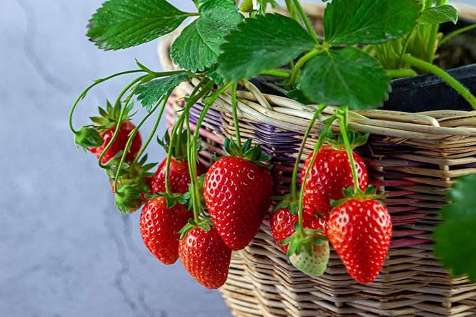 Strawberry Premium Potting Soil Mix - Ideal Blend for Growing Robust and Flavorful Strawberries - 20 Quart