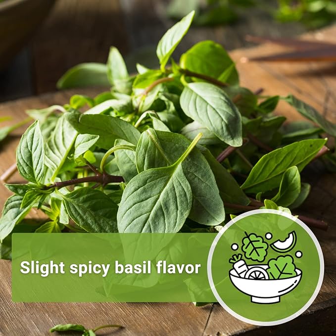 Sow Right Seeds - Sweet Large Leaf Thai Basil Seed for Planting - Non-GMO Heirloom Packet with Instructions to Plant a Kitchen Herb Garden - Indoors or Outdoor - Great for Hydroponic Growing (4)