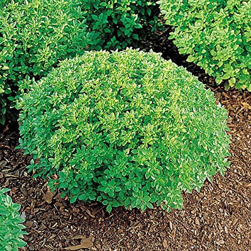 Park Seed Basil Herb Plant Seeds, Easy to Grow, Variety of Colors, Spring Garden, Minette, Pack of 100