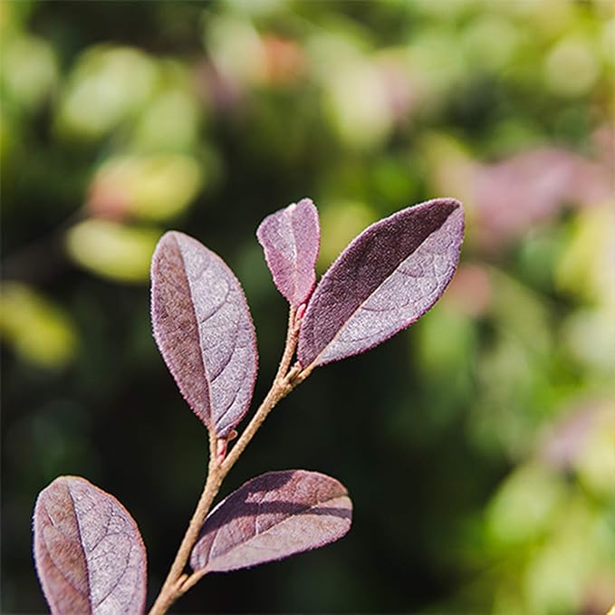 Zhuzhou LOROPETALUM - Size: 1 Gallon, Live Plant, Includes Special Blend Fertilizer & Planting Guide (Pack of 2)