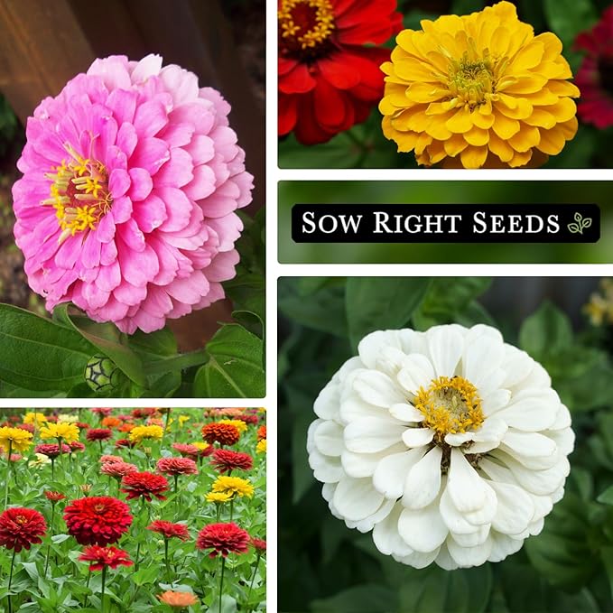 Sow Right Seeds - California Giants Mix Zinnia Seeds for Planting - Non-GMO Heirloom Packet to Grow Your Flower Garden - Attract Bees and Butterflies - Great to Cut and Come Again - Summer Annual (3)