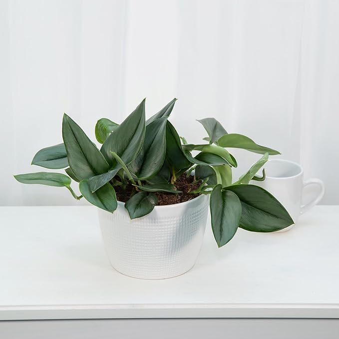 Scindapsus Sterling Potting Mix - Unlock Robust Growth and Stunning Leaves with Our High-Performance Formula - 20 Quart