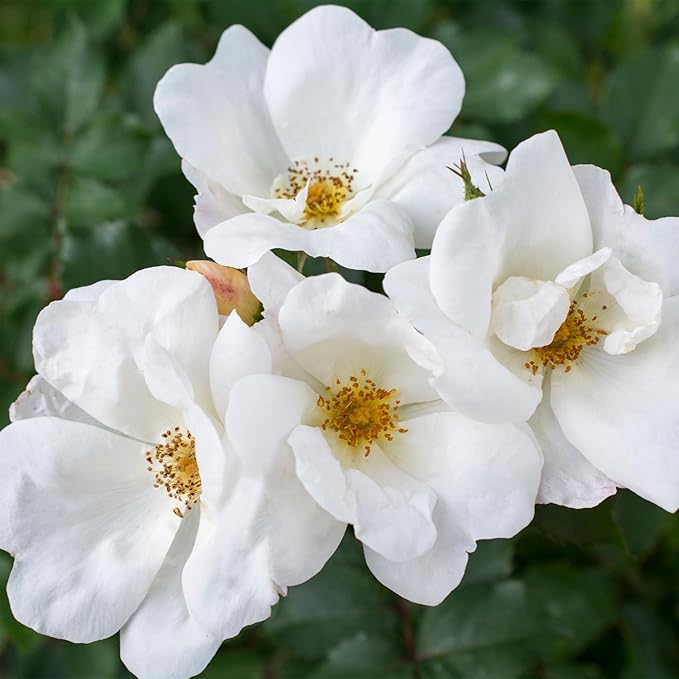 1 Gallon The White Knock Out® Rose Plant with Pure White Blooms